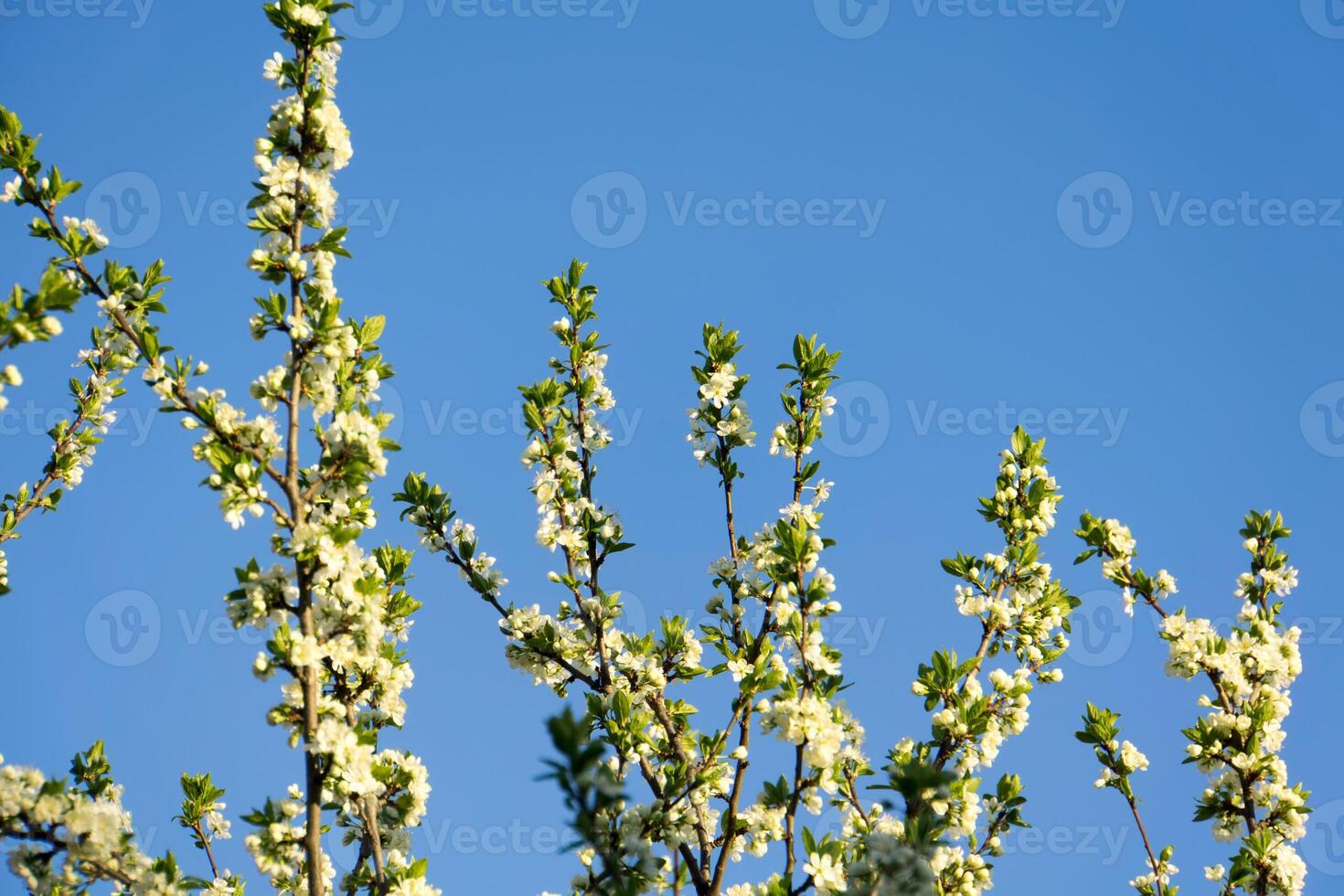 Spring White Blooming Trees 13882075 Stock Photo at Vecteezy