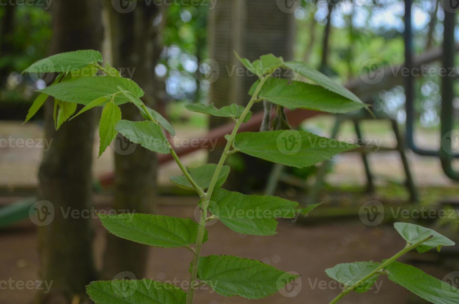 Closeup of cherry leaf bud photo