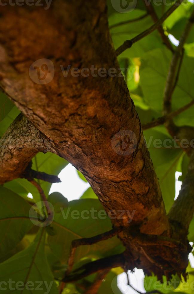 closeup and portrait of a teak tree taken from below photo