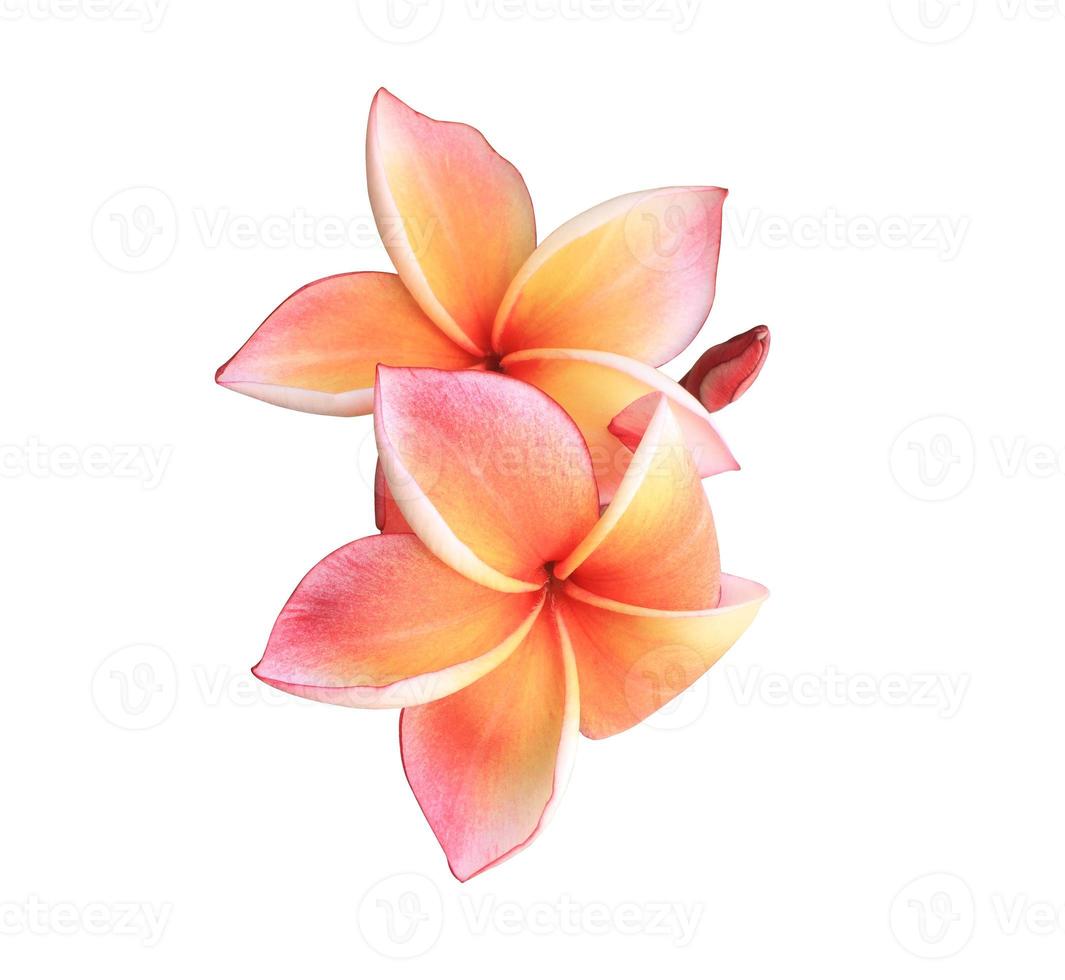 Plumeria or frangipani flower. Close up yellow-orange plumeria flower bouquet isolated on white background. photo