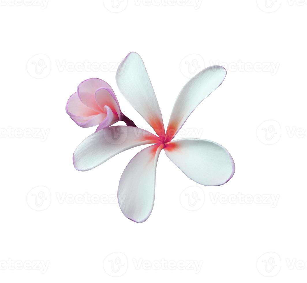 Plumeria or Frangipani or Temple tree flower. Close up violet-pink plumeria flowers bouquet isolated on white background. Top view exotic flower bunch. photo