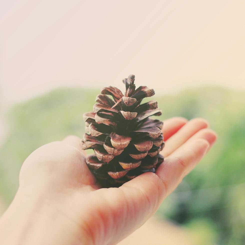 Hand holding pine cone with retro filter effect photo