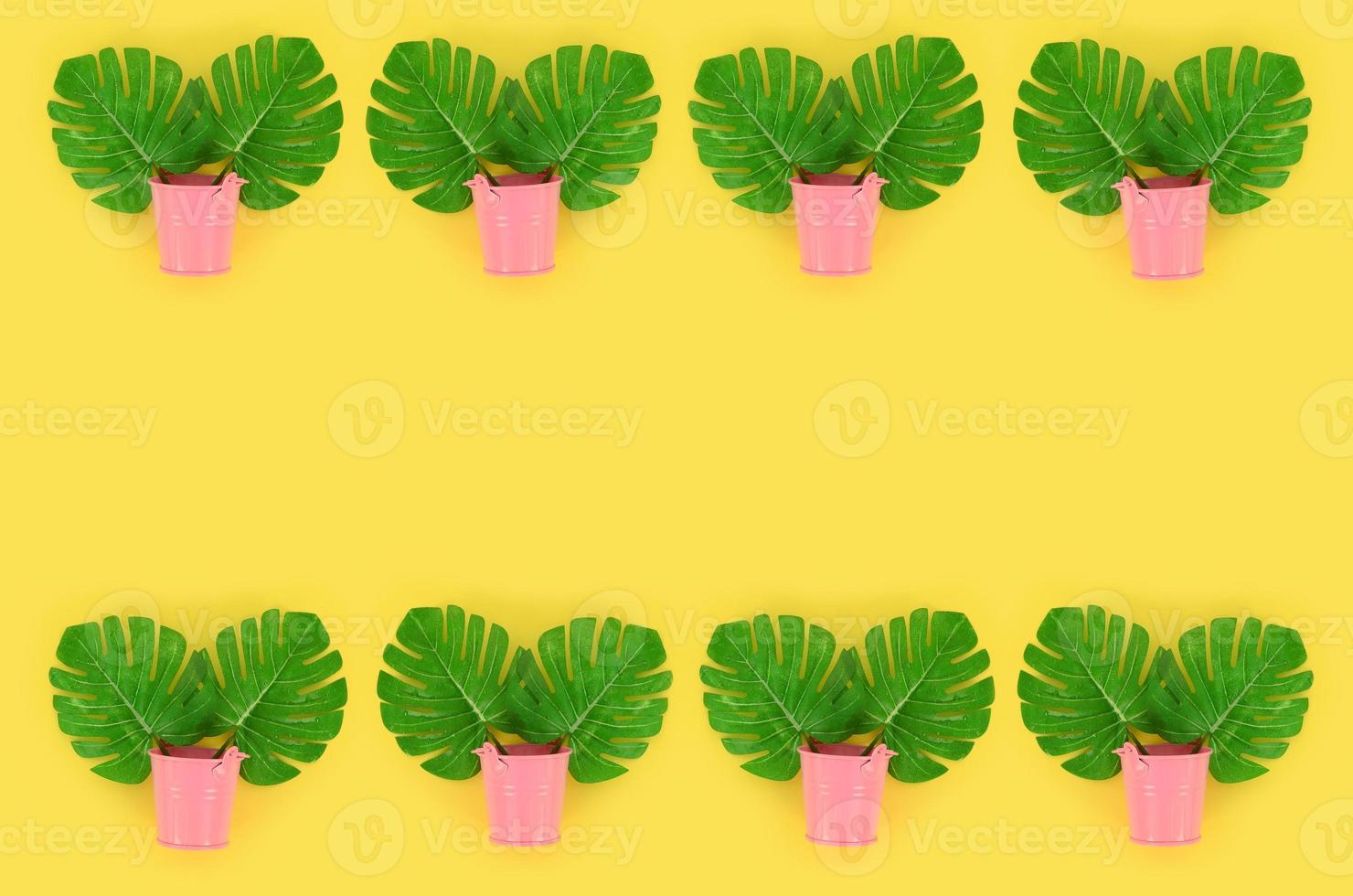 Tropical palm monstera leaves lies in a pastel pails on a colored background. Flat lay trendy minimal pattern. Top view photo