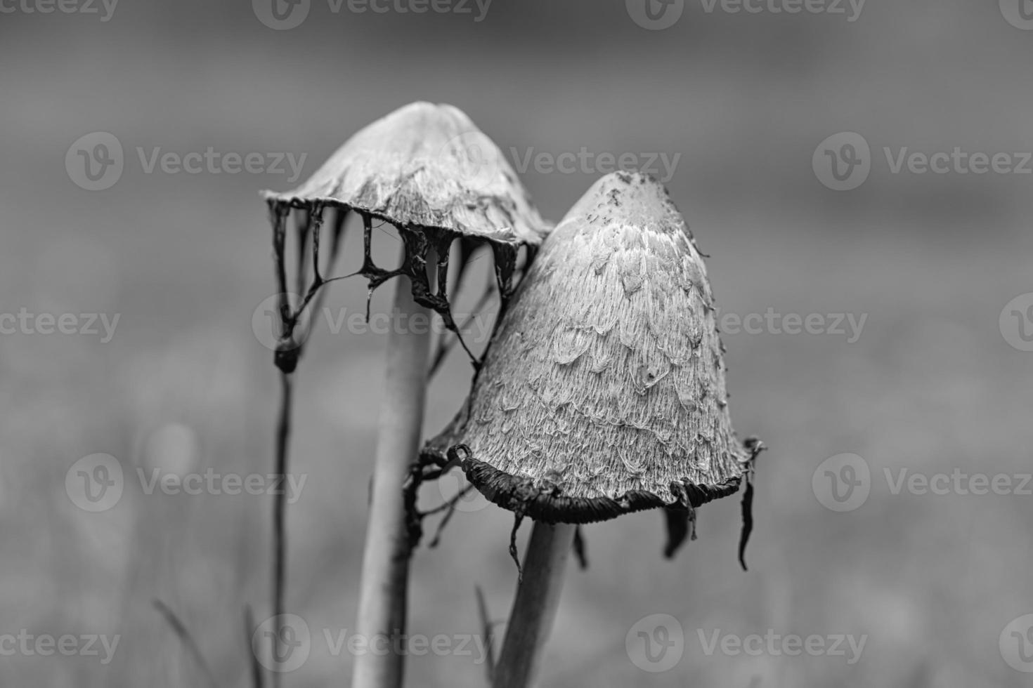 a group of old crested inkling taken in black and white, in a meadow decaying. photo