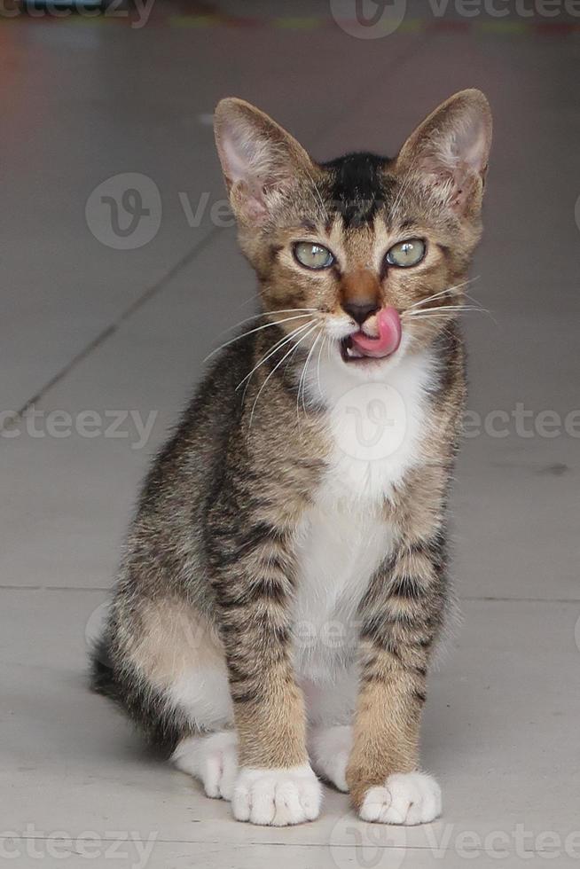 Brown tabby cat is sitting , licking lip and looking at camera photo