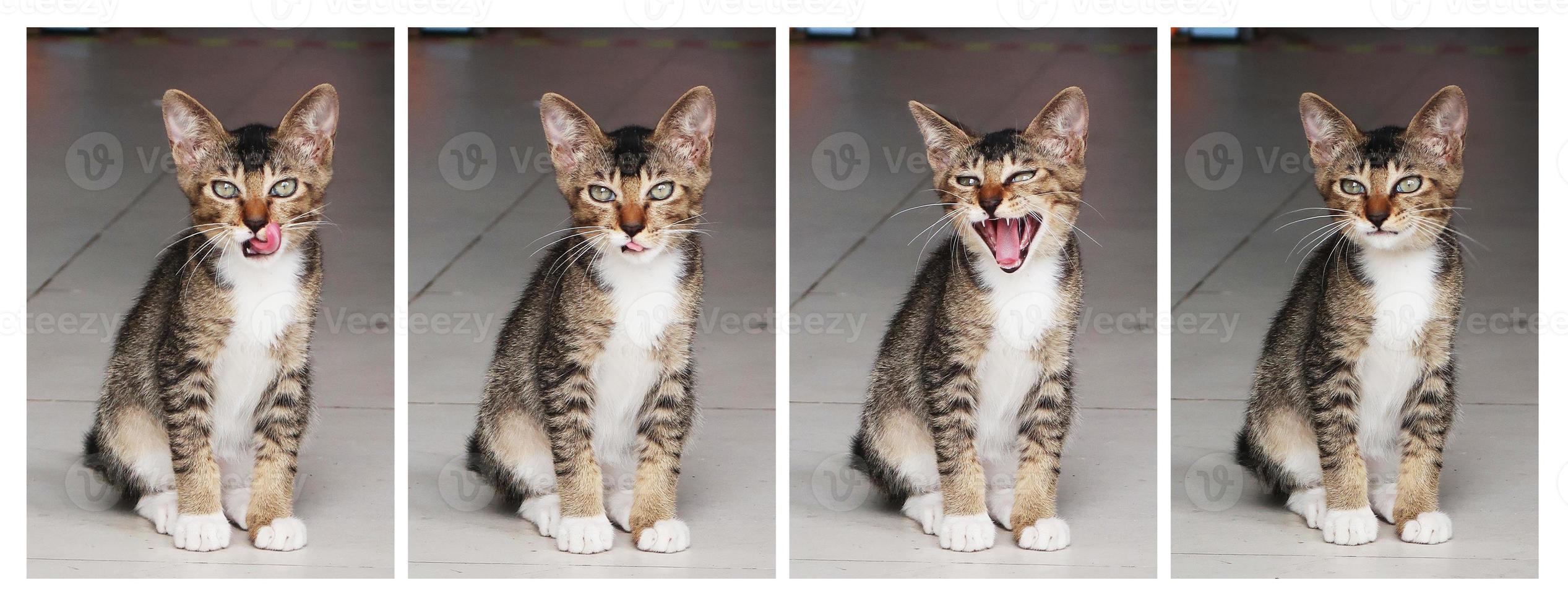 Brown tabby cat is licking lip and yawning photo