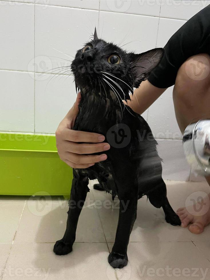 gato negro en el baño. proceso de baño, verter agua, gato mojado asustado, procedimientos de higiene. concepto de buenos días. cuidado y baño de mascotas. gato mojado chica lava gato en el baño. gatito mojado. foto