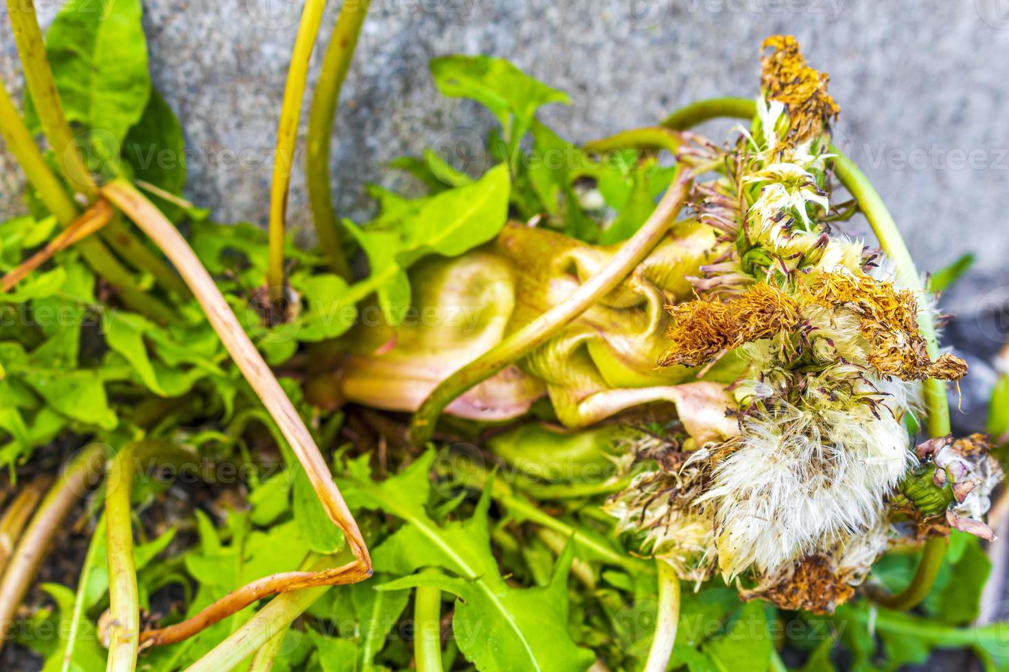 Sick withered crippled yellow dandelion flower but strong in Germany. photo