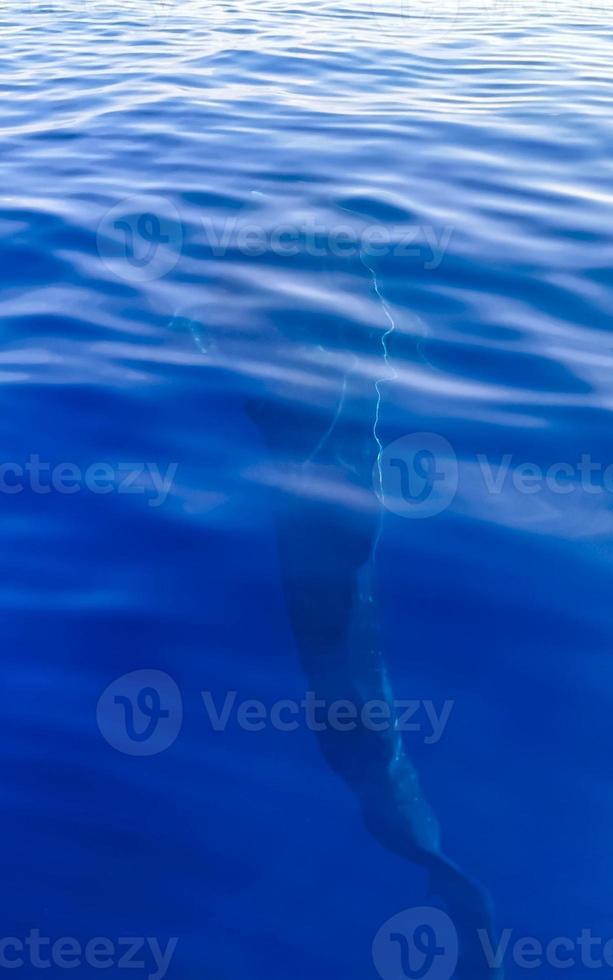 Huge whale shark swims on the water surface Cancun Mexico. photo