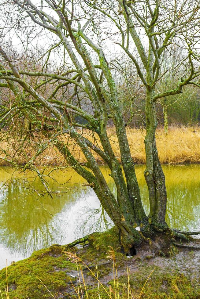 Frozen river stream pond lake cold nature forest environment Germany. photo