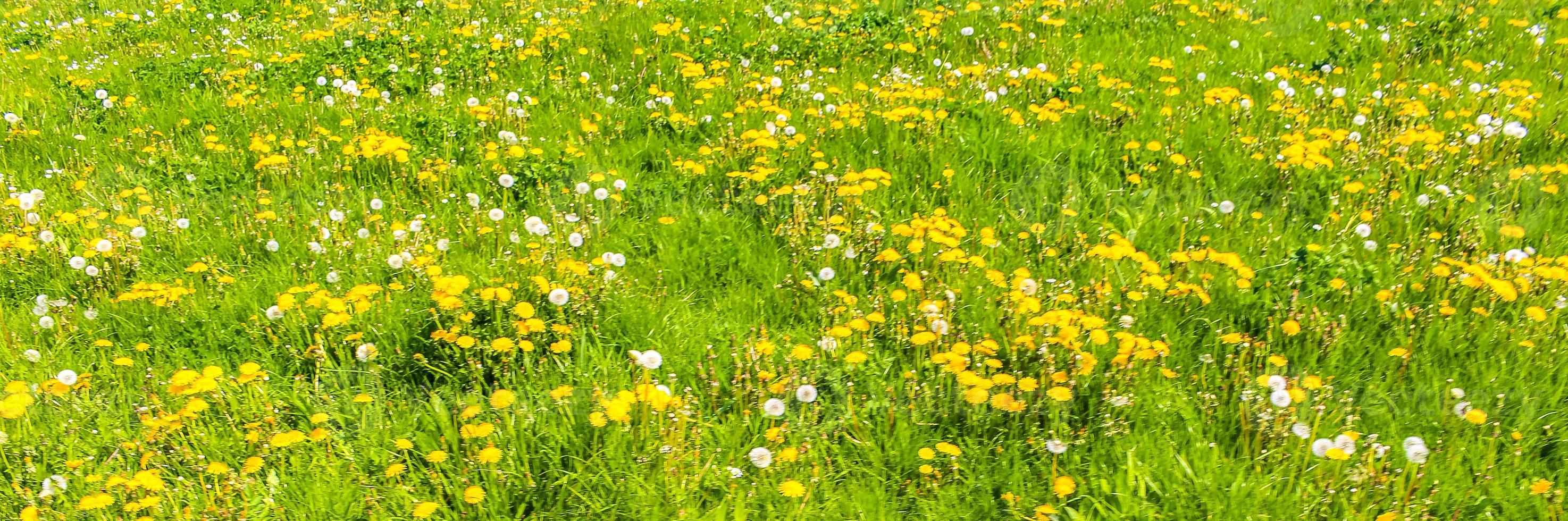 hermosa flor de diente de león amarillo flores de flor de diente de león en prado verde alemania. foto