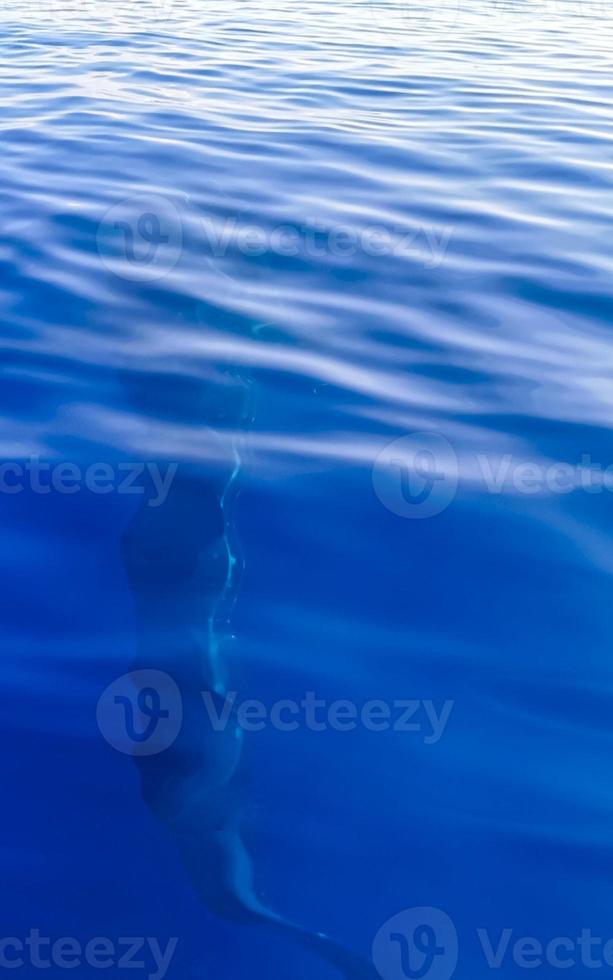 Huge whale shark swims on the water surface Cancun Mexico. photo