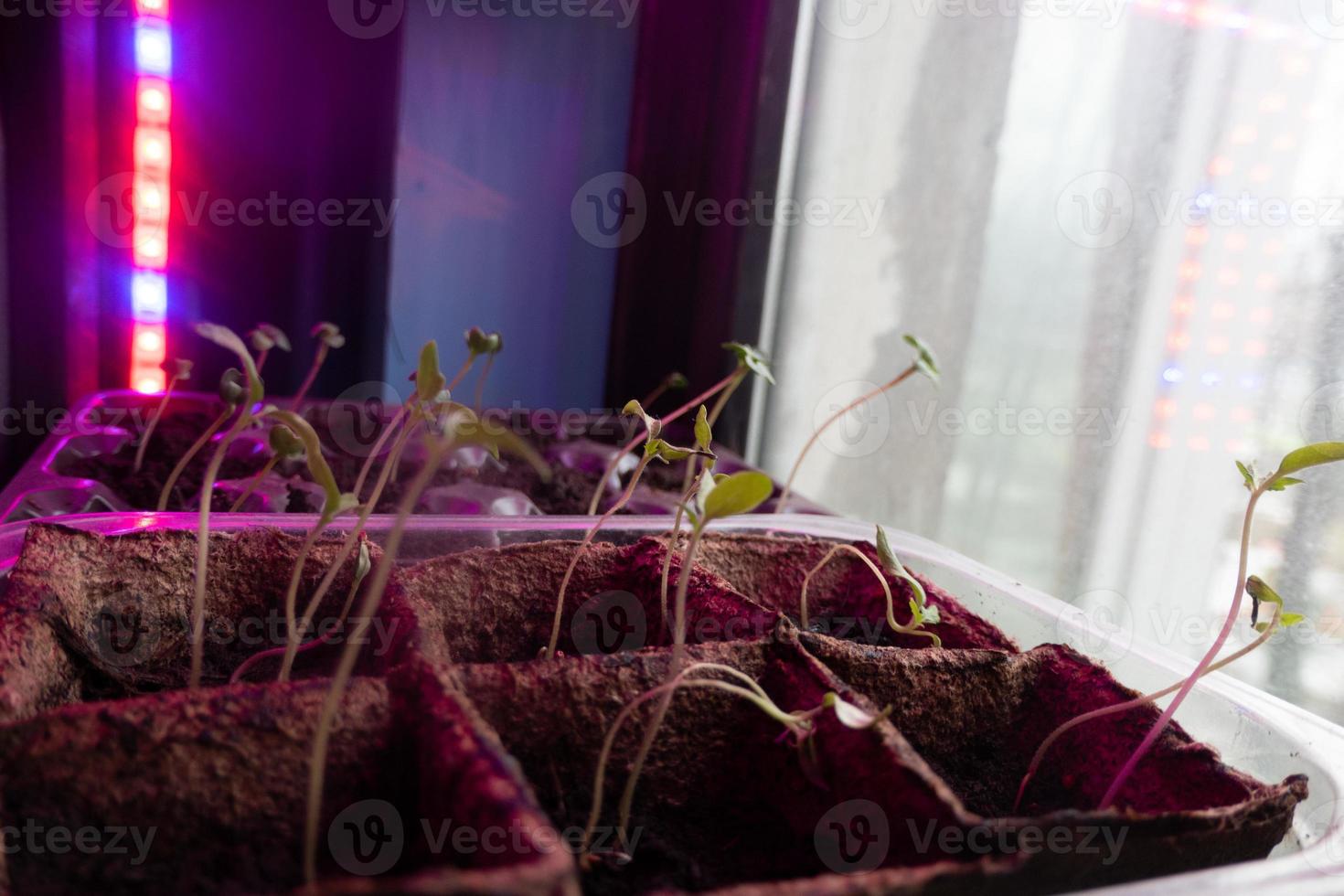 small sprouts in a box in the light of a phytolamp. close-up. photo