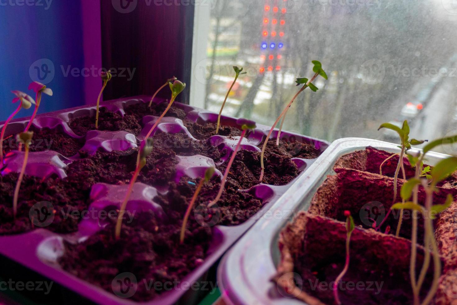 small sprouts in a box in the light of a phytolamp. close-up. photo