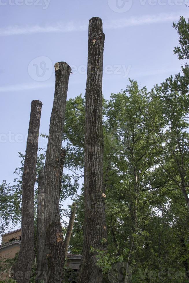 pruning trees. Slaughter of a poplar. Seasonal pruning of trees in the city park service. photo