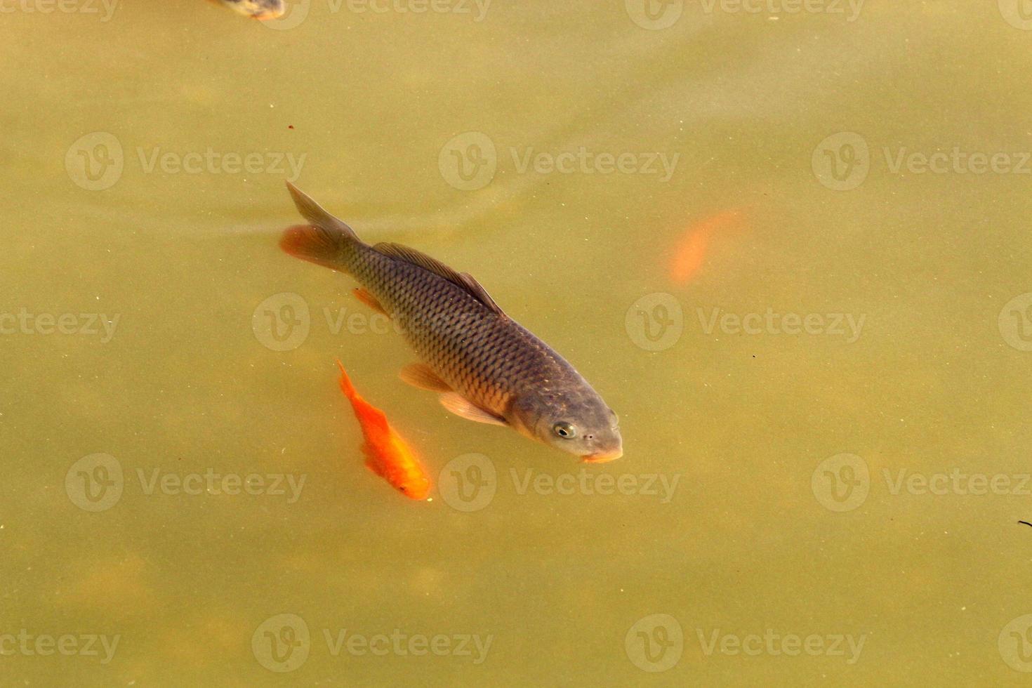 Colorful fish swim in a lake with fresh water. photo