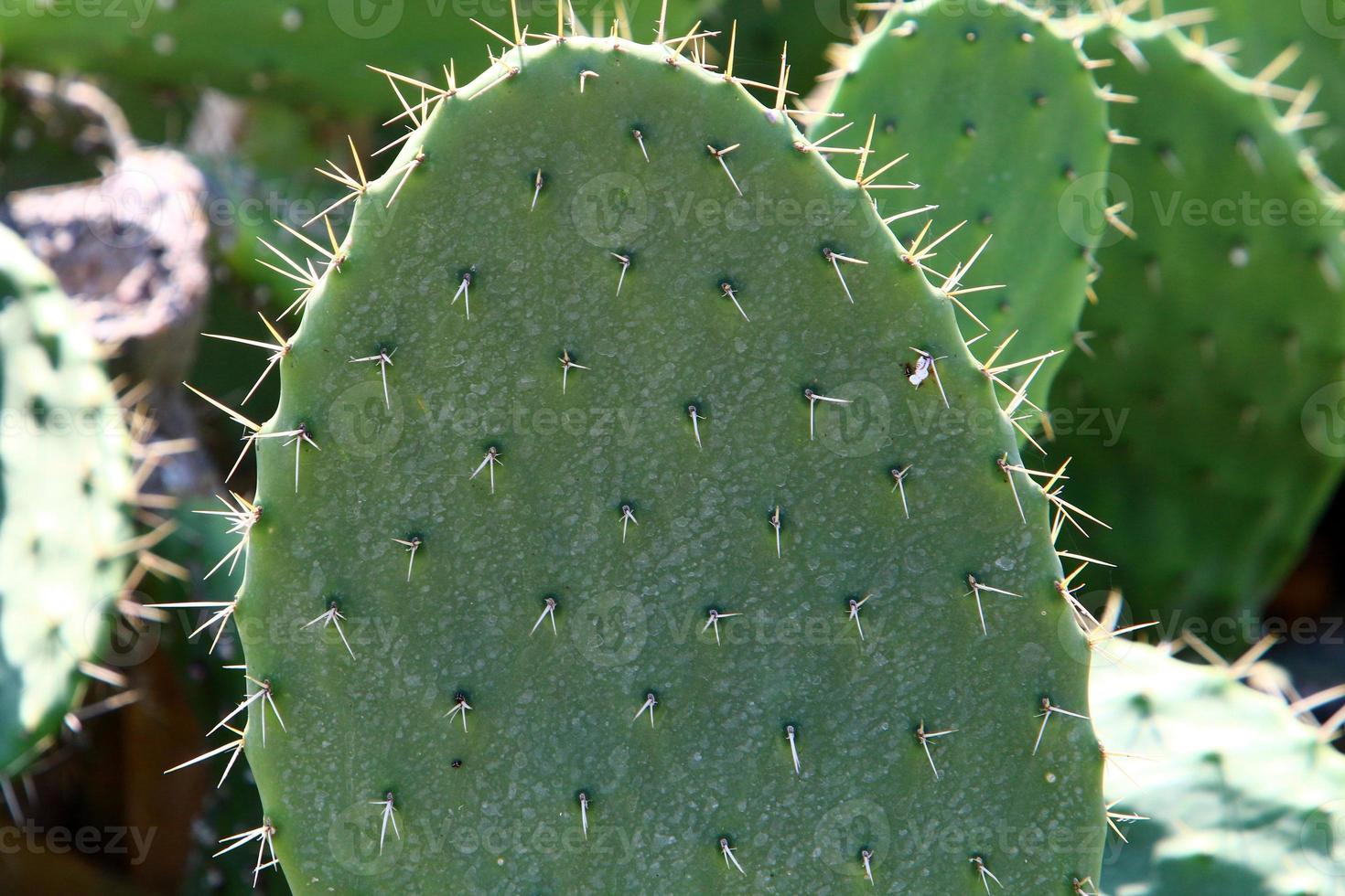 Very sharp needles on the leaves of a large cactus. photo
