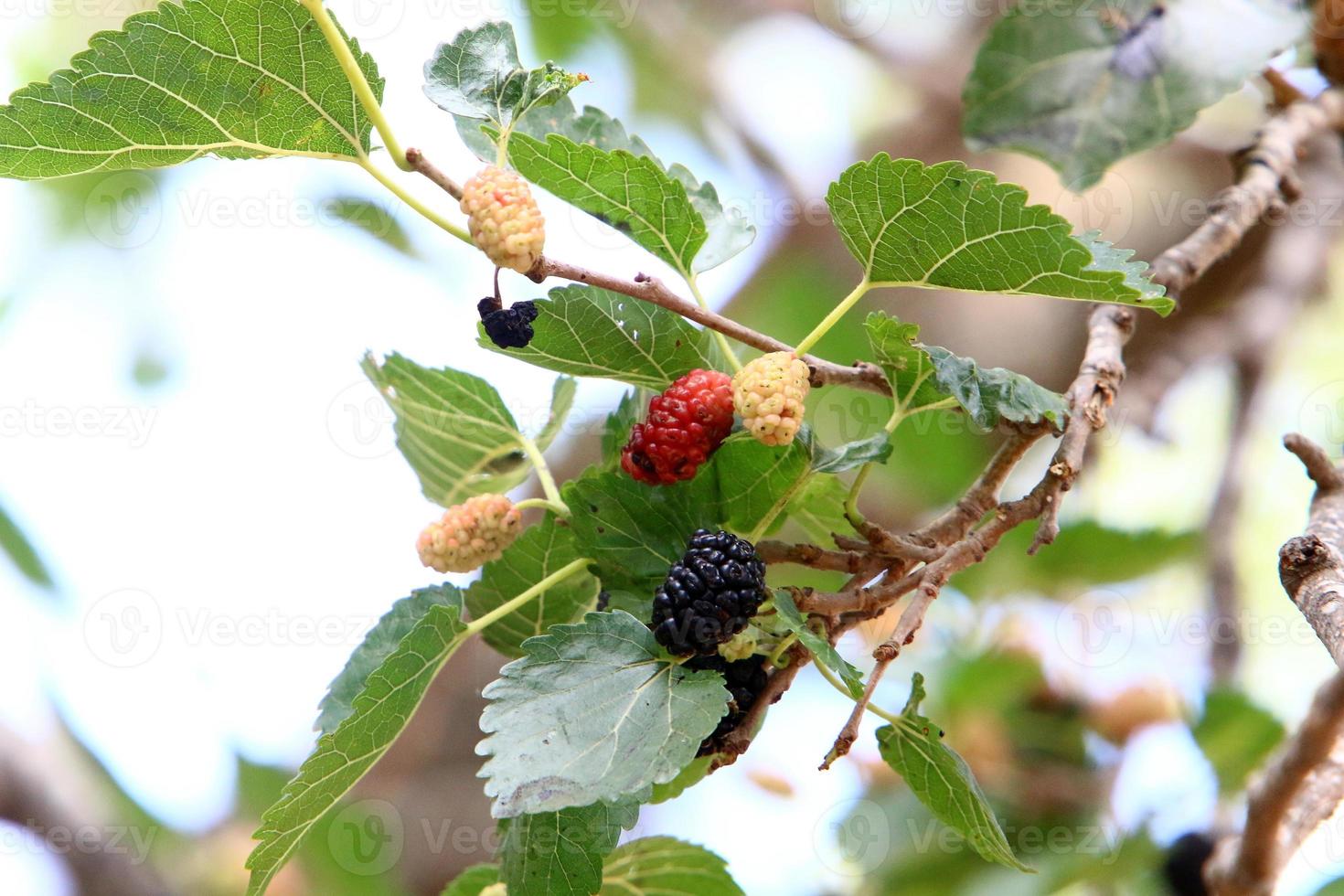 Ripe mulberry on a background of green leaves. photo