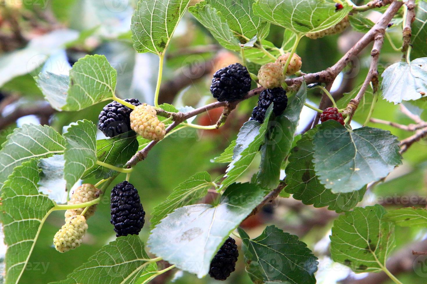 Ripe mulberry on a background of green leaves. photo