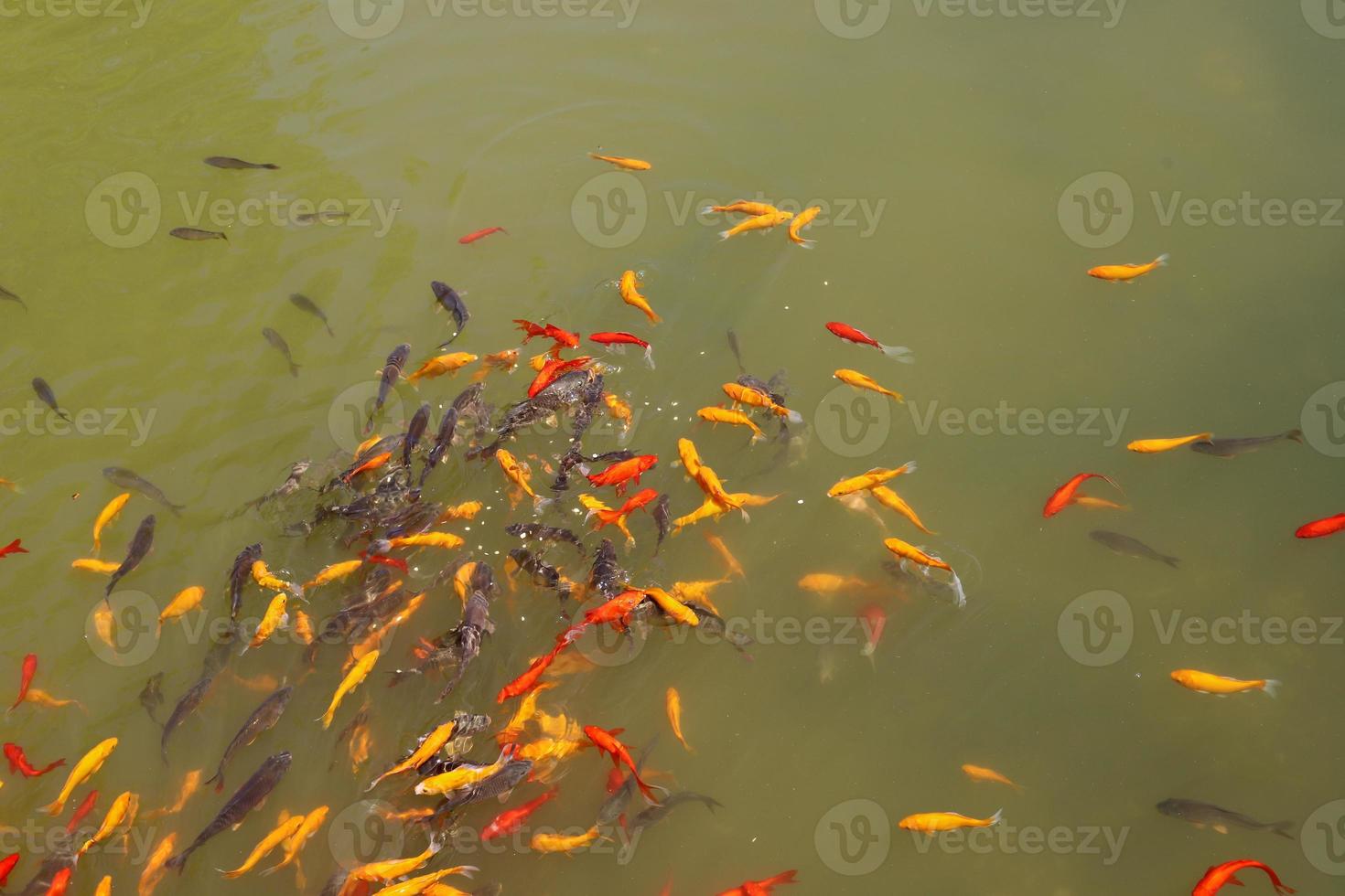 Colorful fish swim in a lake with fresh water. photo