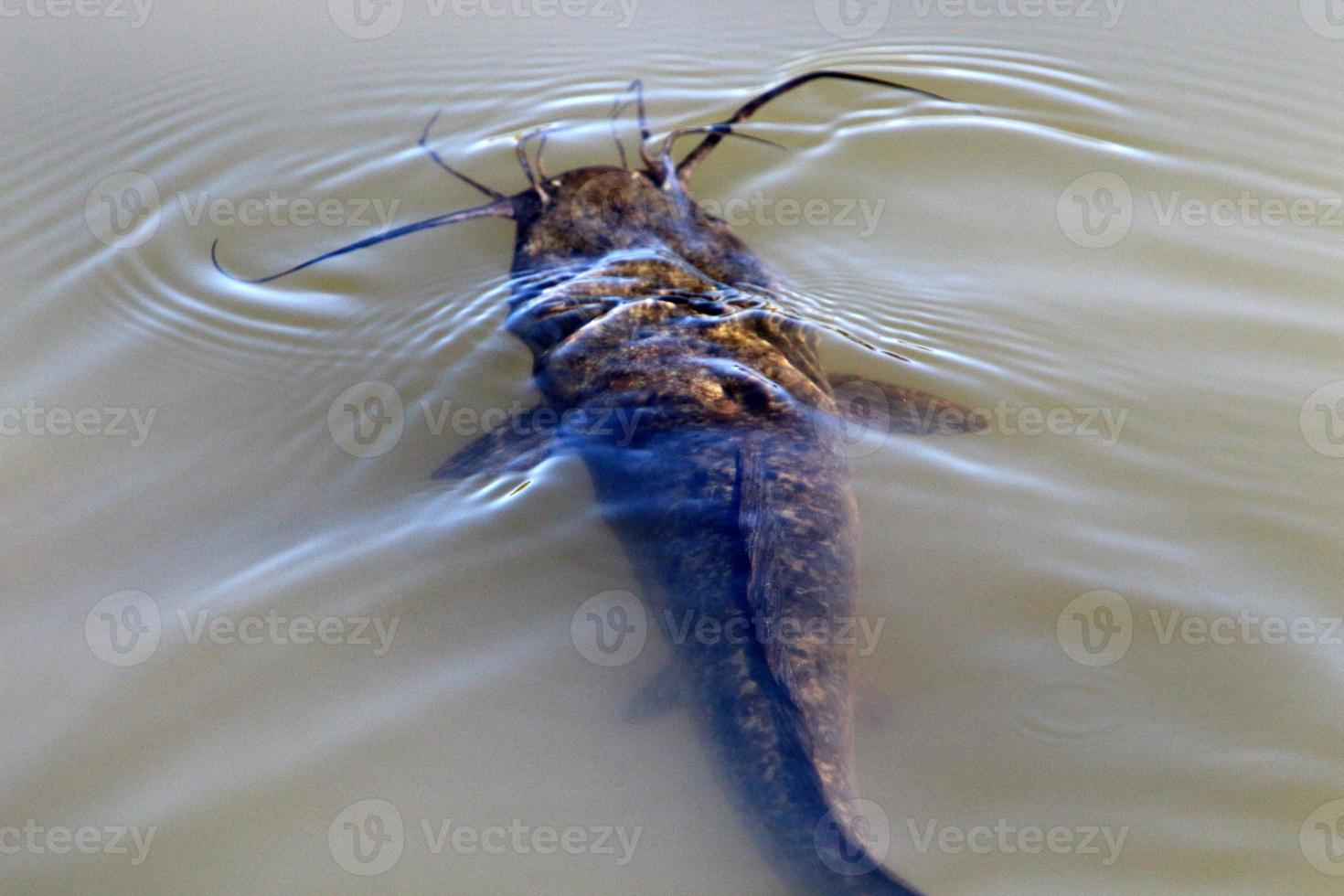 Large catfish swim in a river in northern Israel. photo