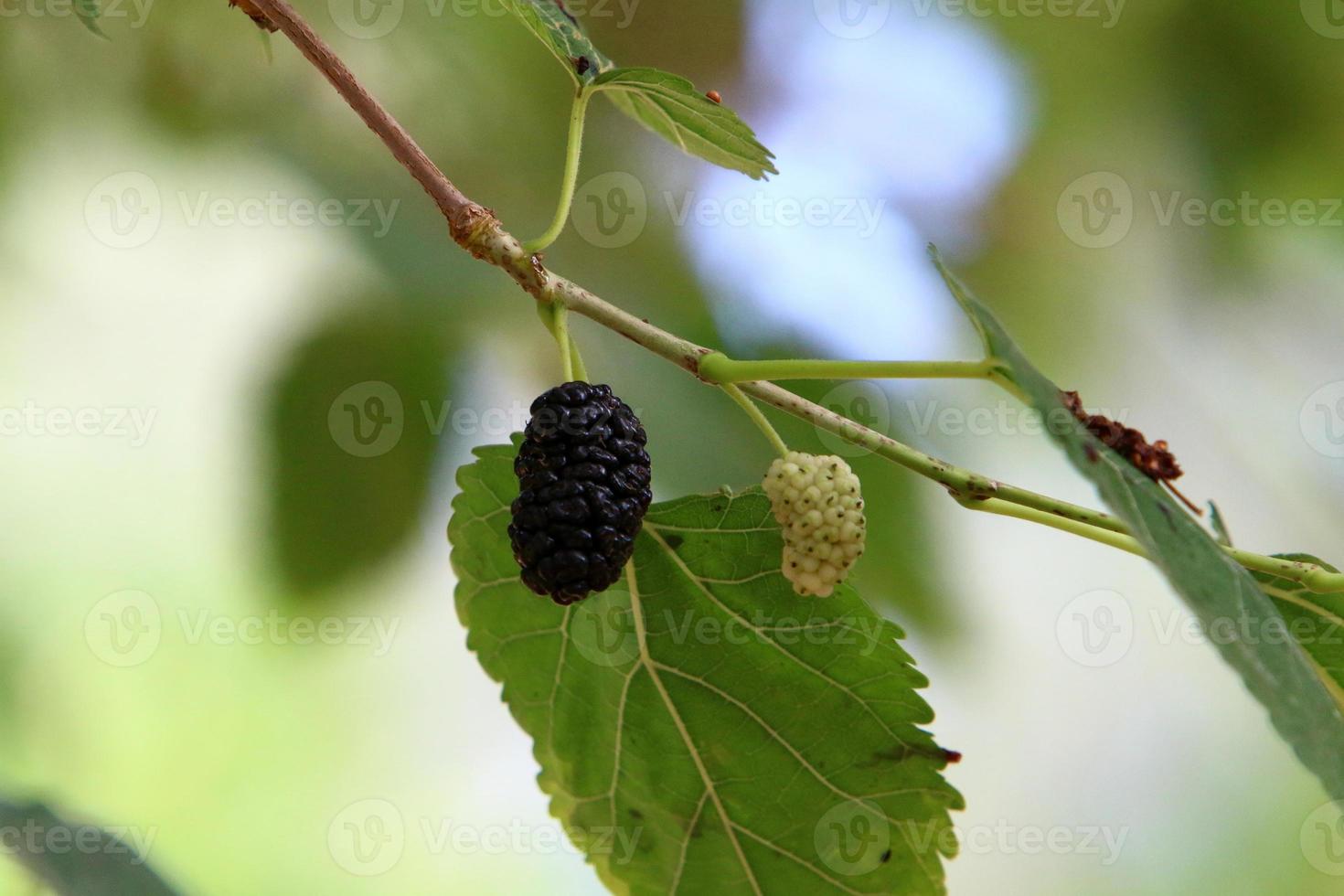 Ripe mulberry on a background of green leaves. photo