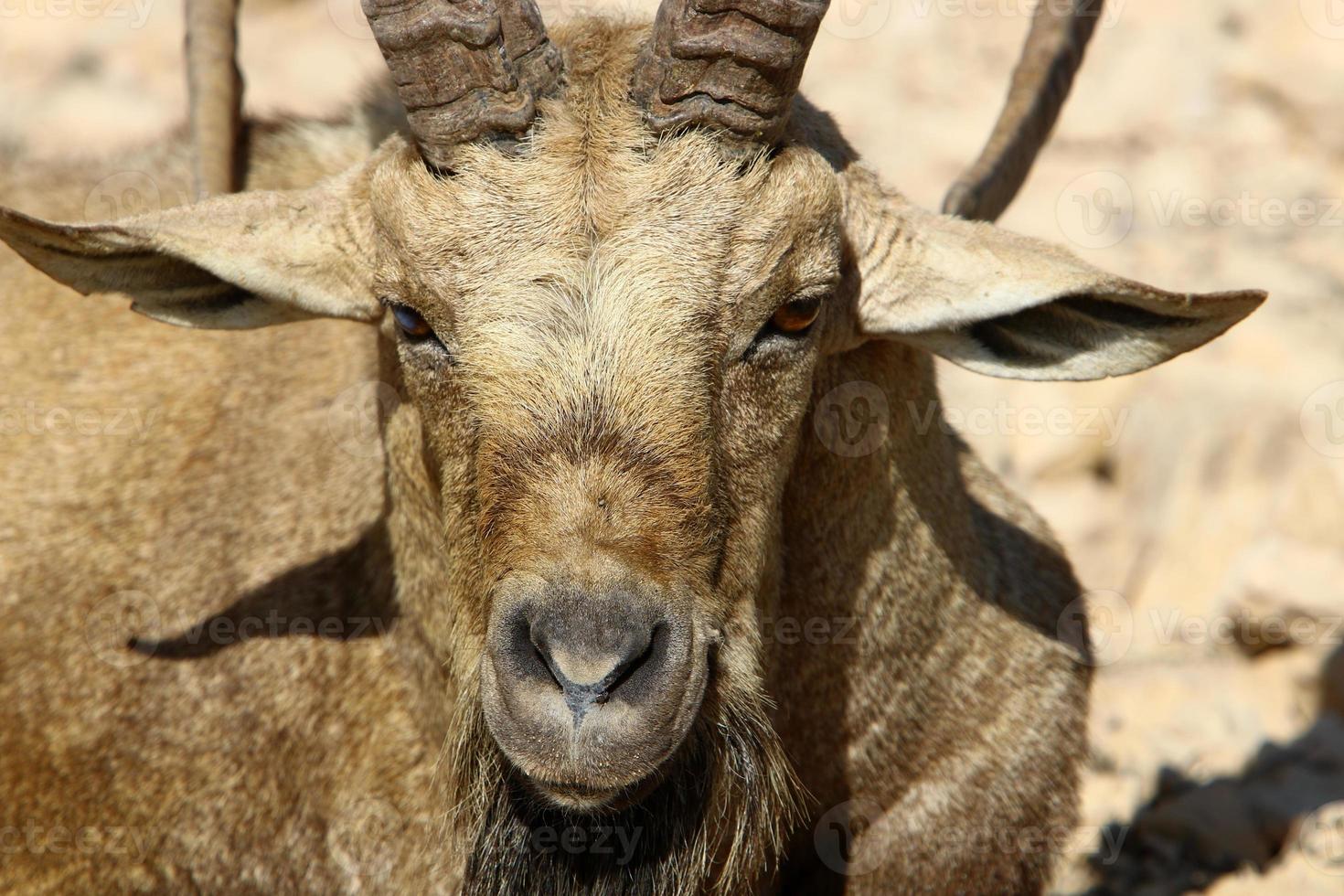 Wild mountain goats in southern Israel. photo