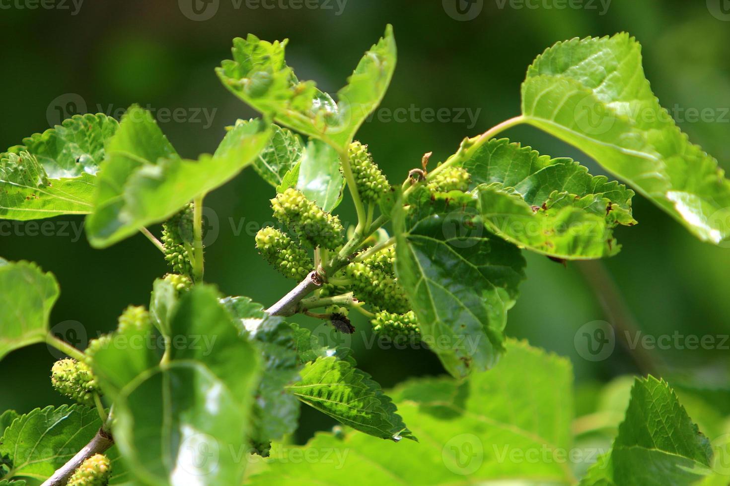 Ripe mulberry on a background of green leaves. photo