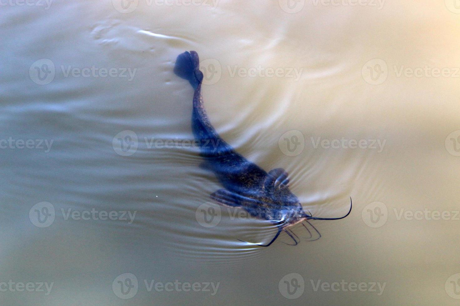 Large catfish swim in a river in northern Israel. photo