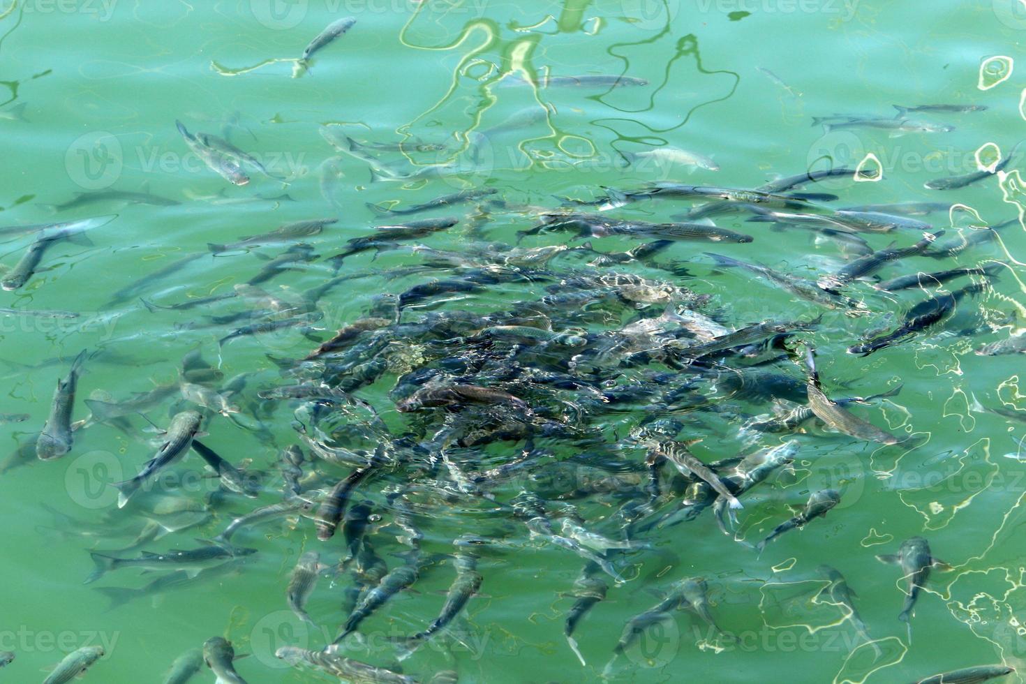 Fish swim in sea water on the Mediterranean coast. photo