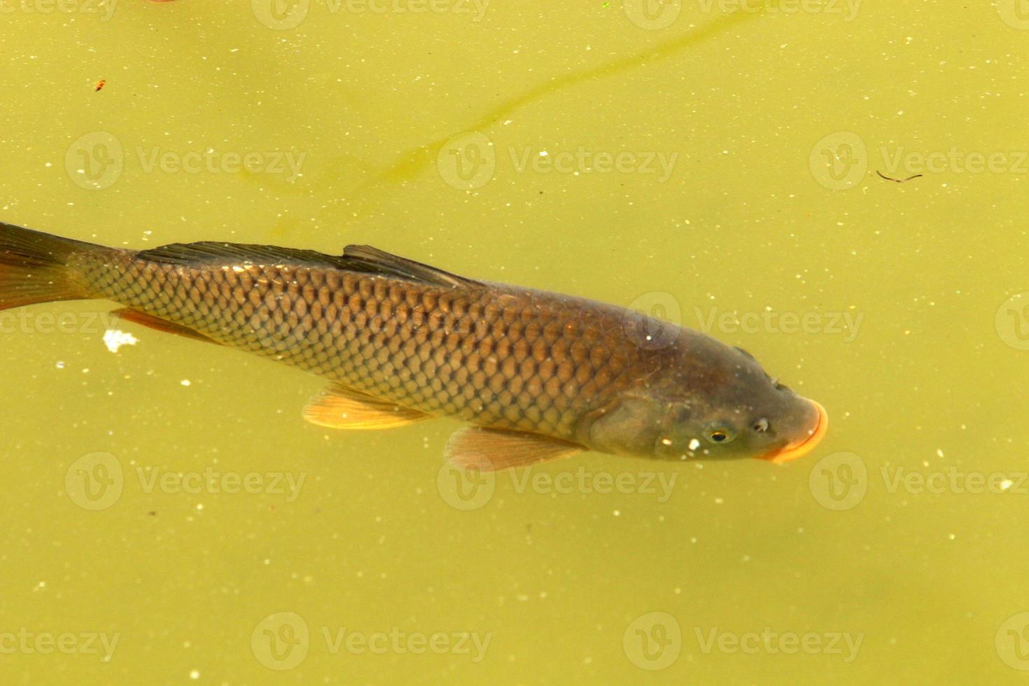 Colorful fish swim in a lake with fresh water. photo