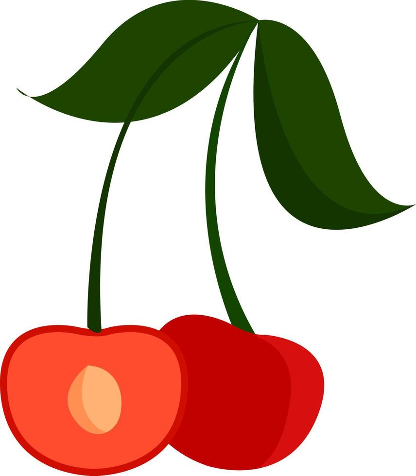 Fresh cherry, illustration, vector on white background.