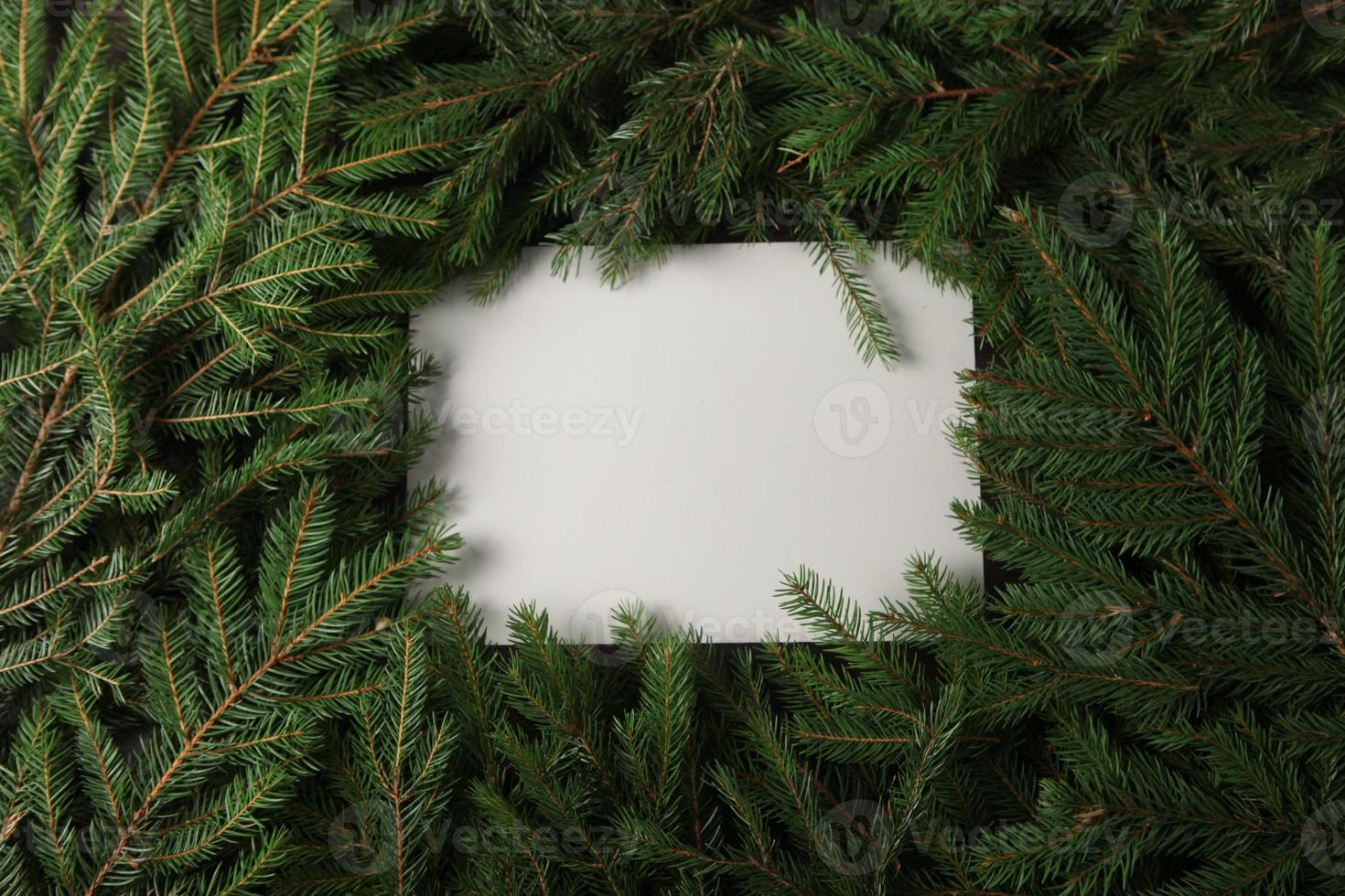 Merry Christmas and Happy Holidays greeting card, frame, banner. New Year. Pine tree branches on white. photo