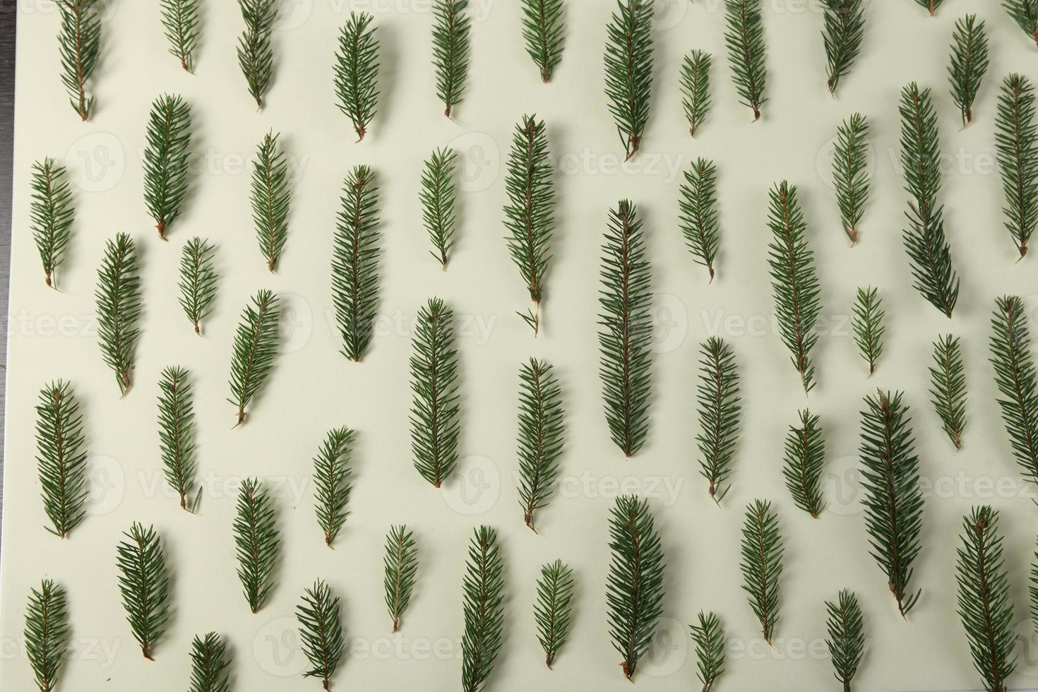 Merry Christmas and Happy Holidays greeting card, frame, banner. New Year. Pine tree branches on white. photo