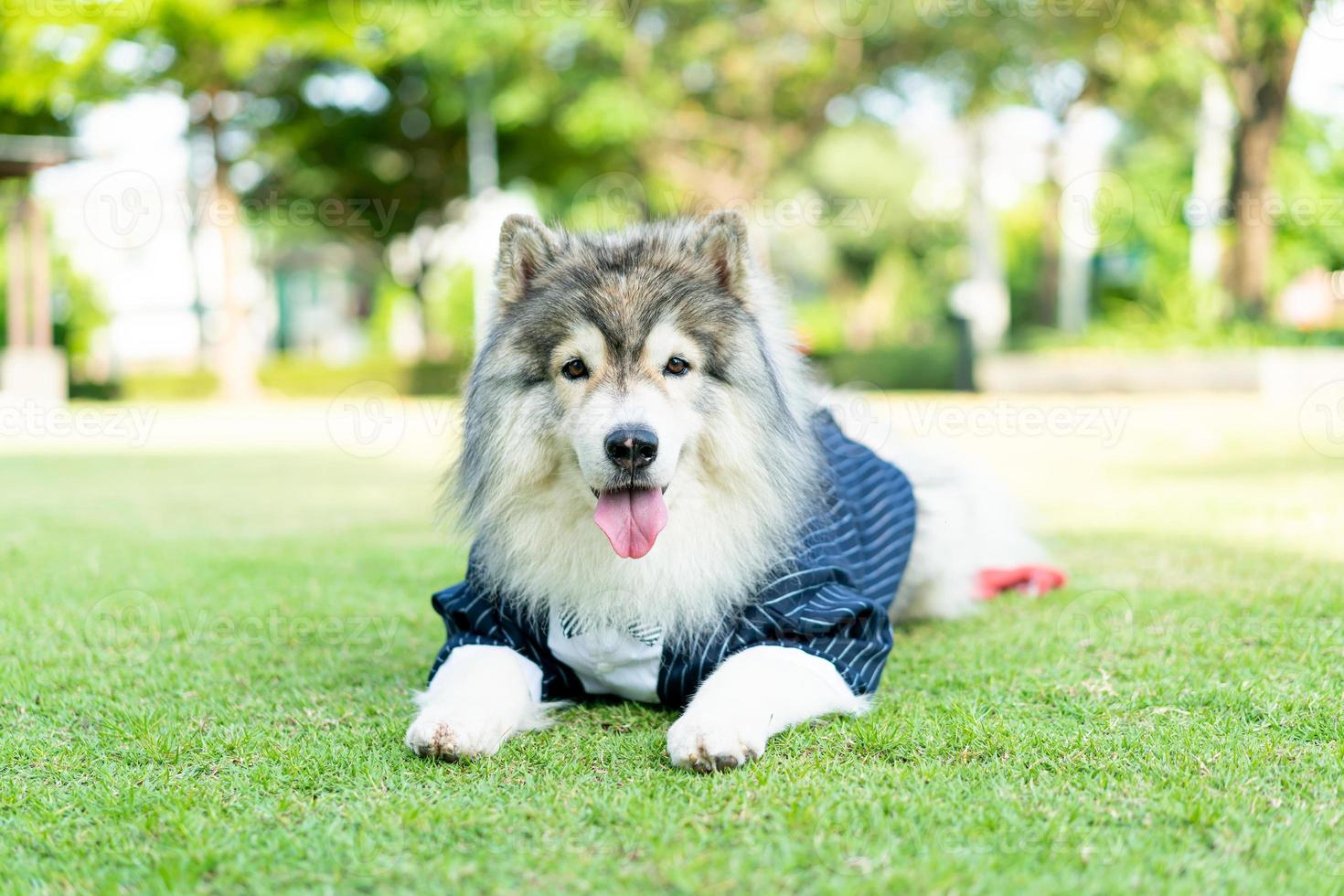 siberian husky dog with clothes 13884310 Stock Photo at Vecteezy
