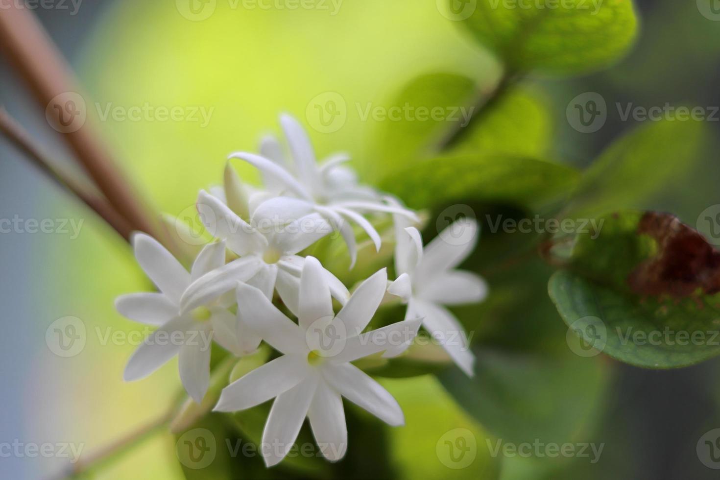 Amazing white flowers on nature background photo