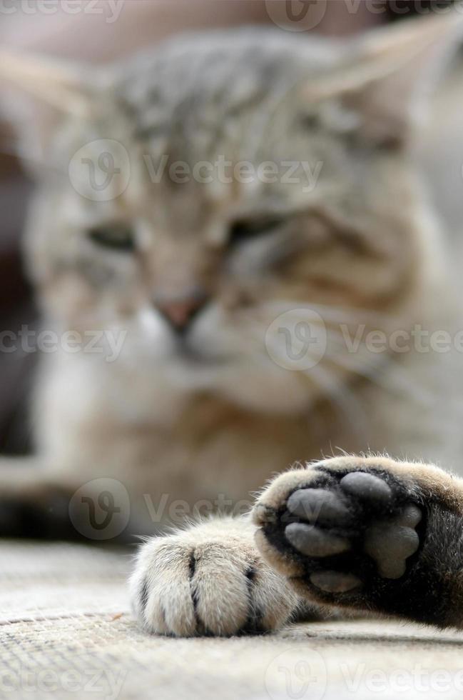 Sad tabby cat lying on a soft sofa outdoors and resting with paw in focus photo