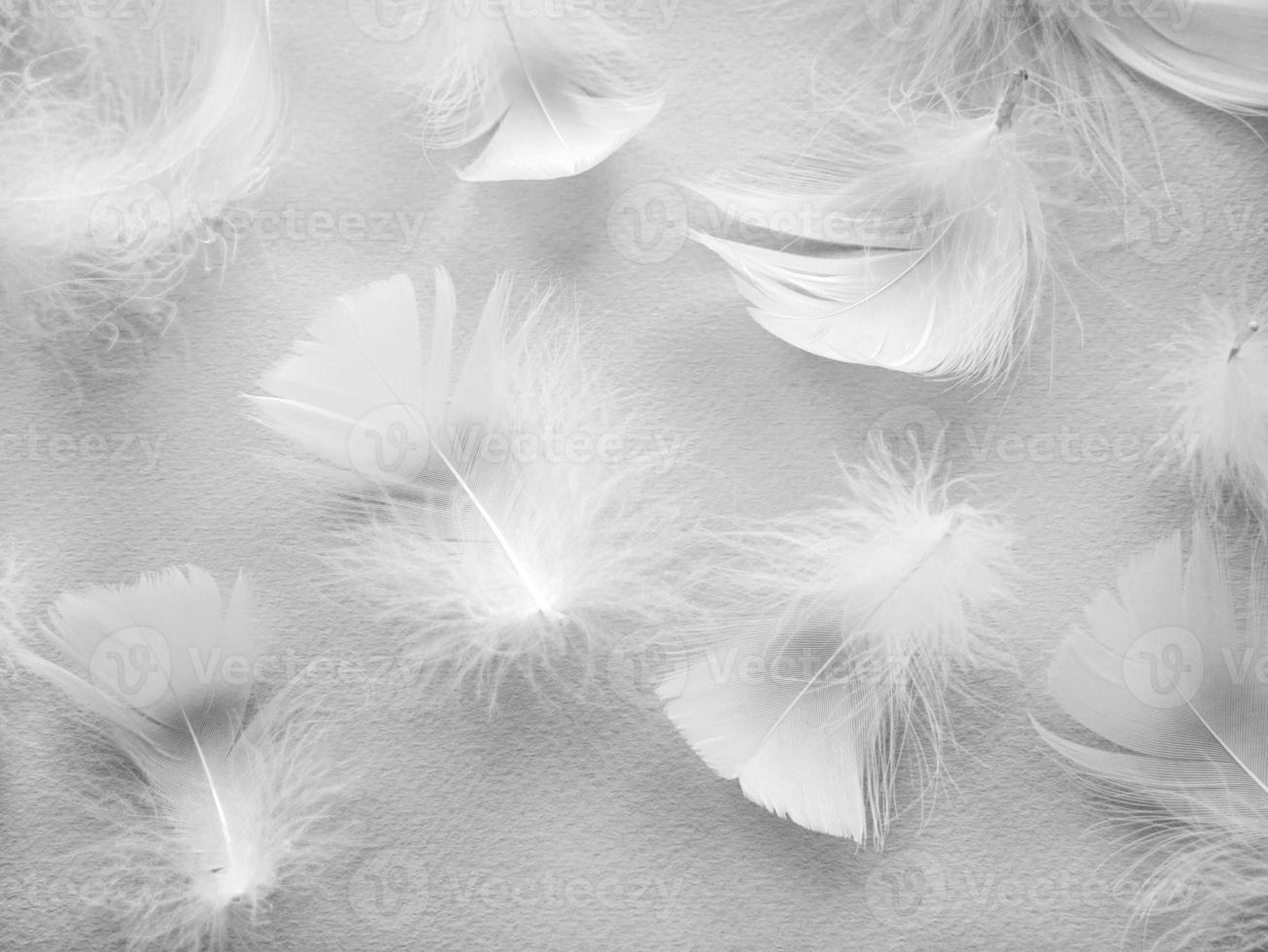 Abstract blurred background texture of soft fluffy white feathers photo