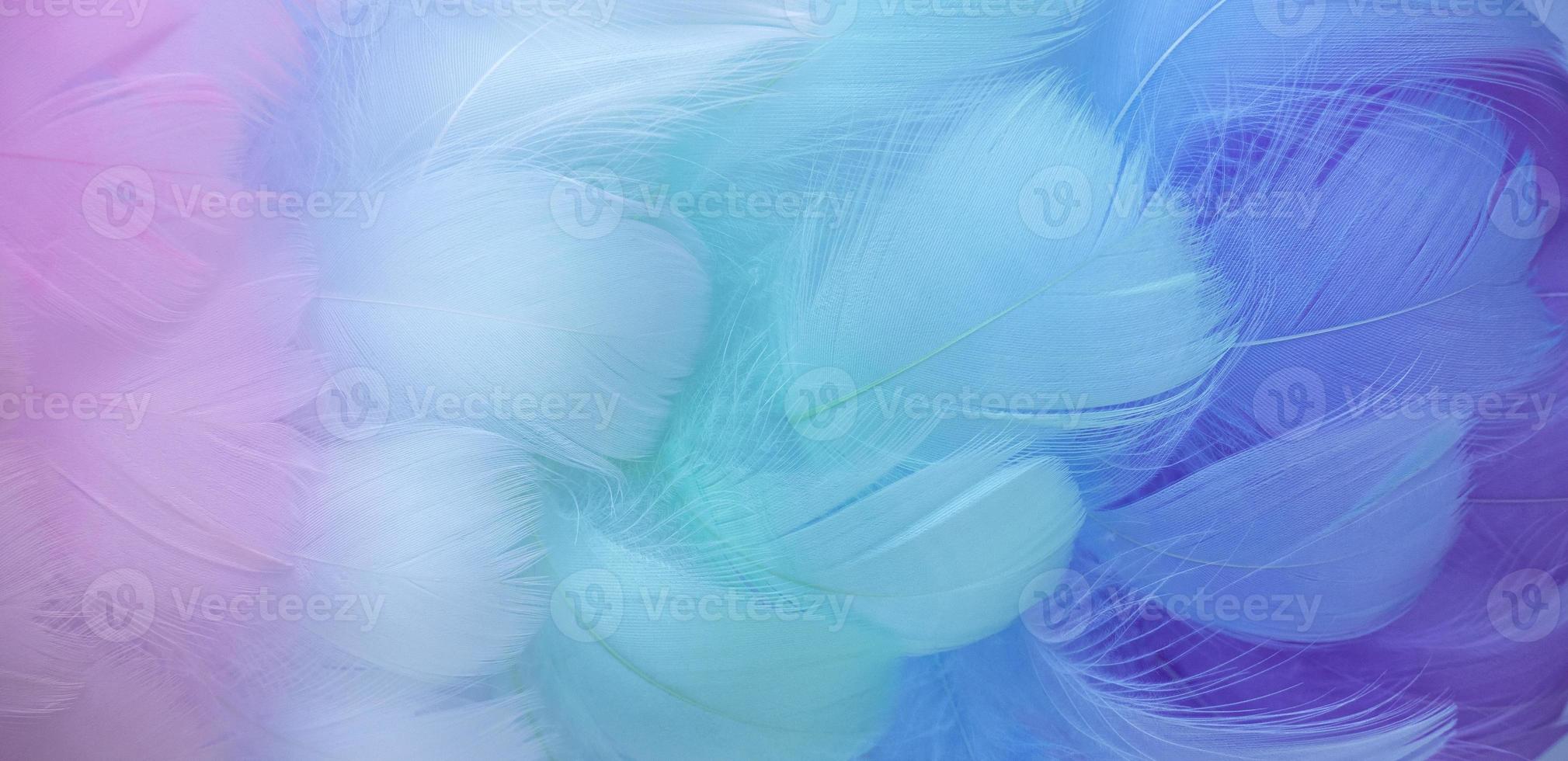 Colorful fluffy feathers in pastel shades. A message to the angel. Banner of a bunch of delicate soft feathers photo