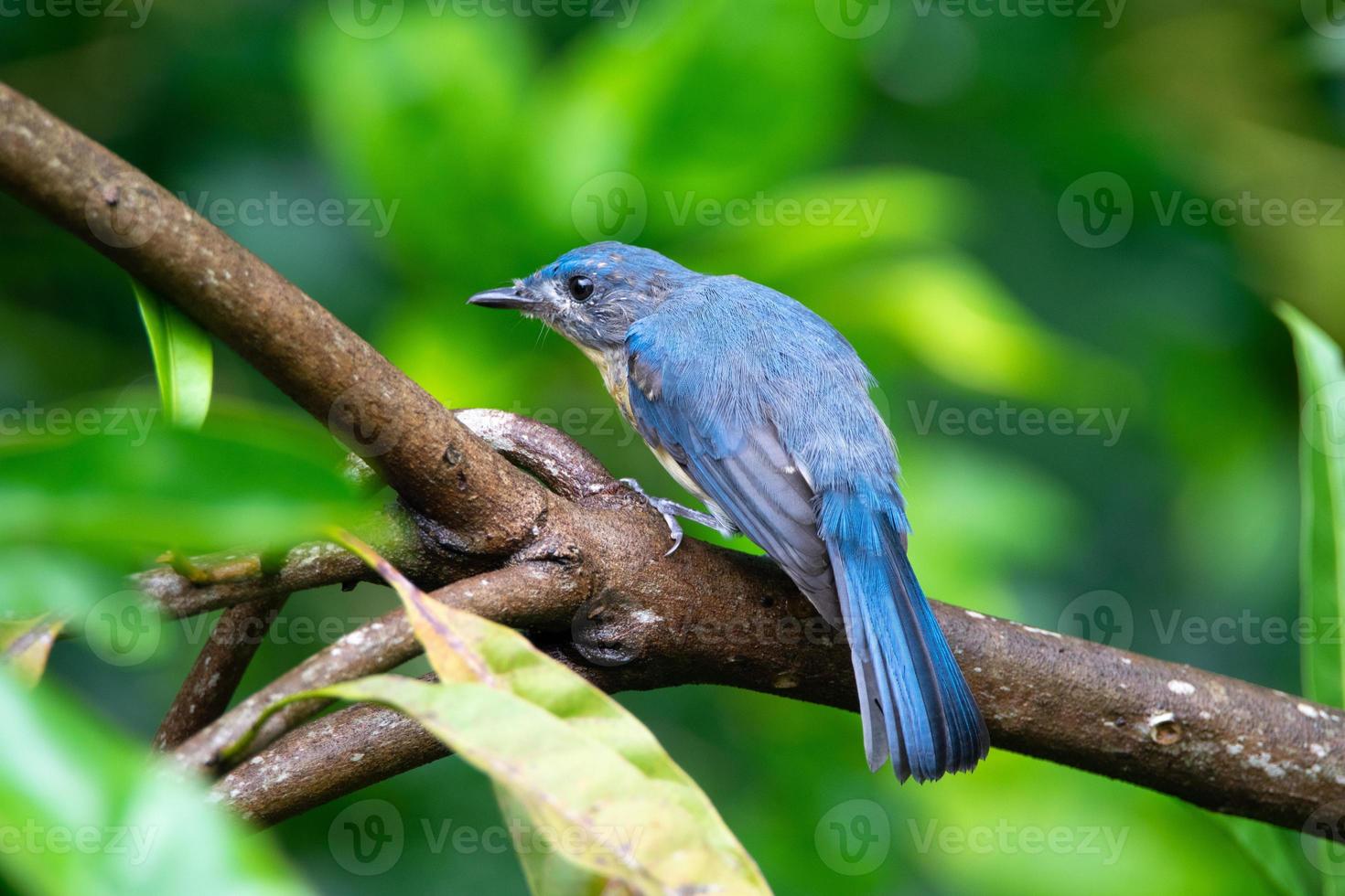 Beautiful Tickell's Blue Flycatcher Brid on Branch photo