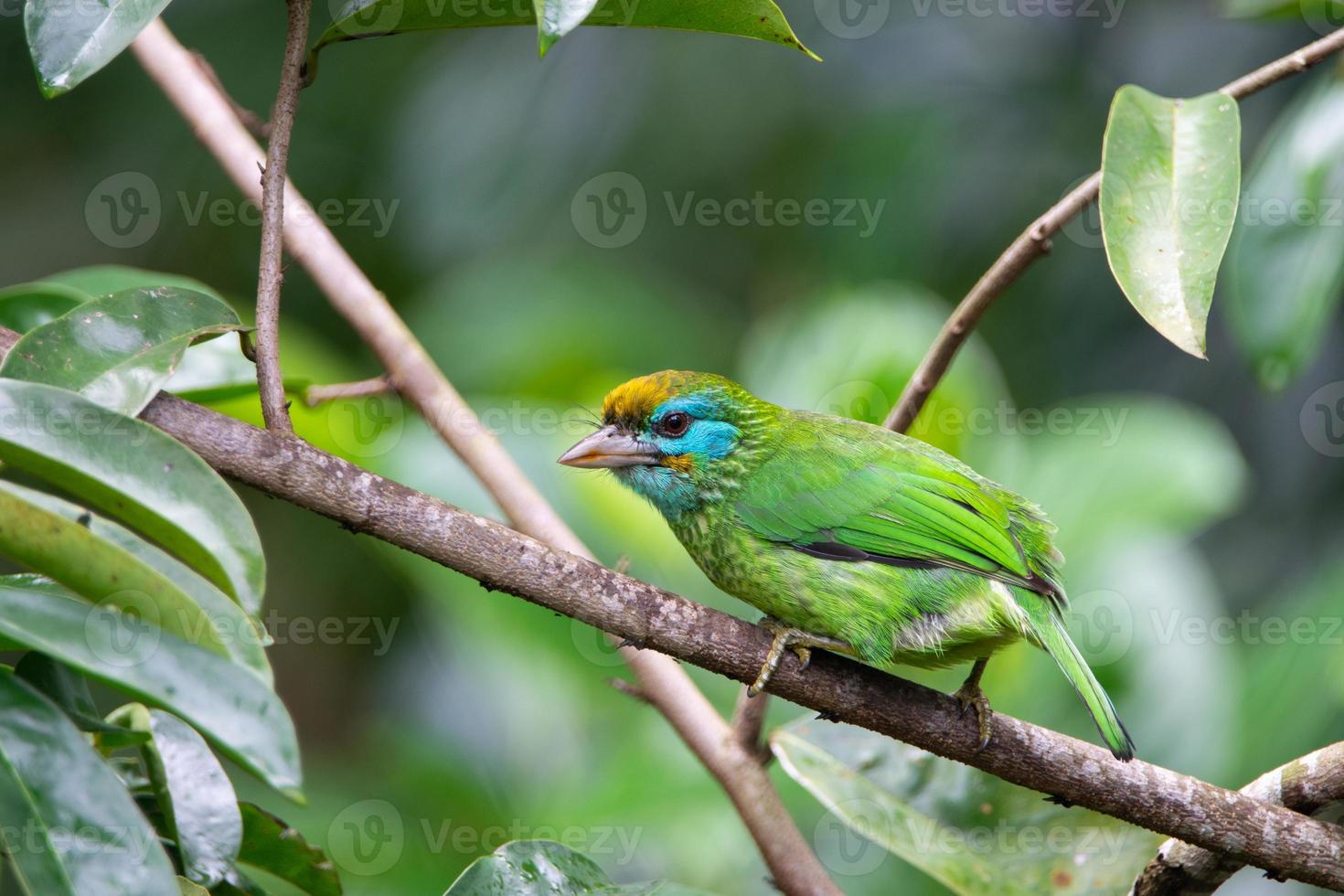 Sri Lankan Endemic Yellow Fronted Barbet Bird photo