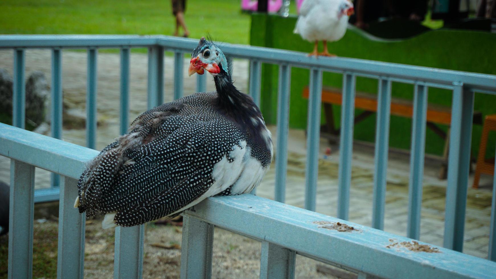 a guinea fowl sitting relaxed on an iron fence photo