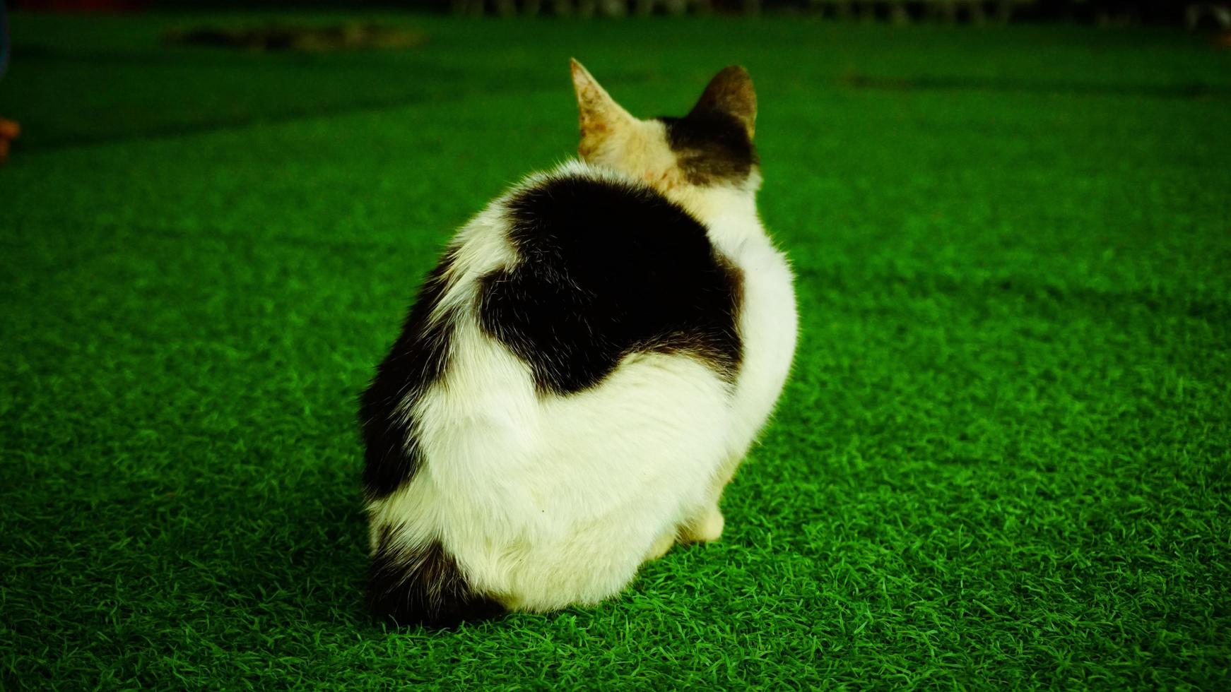 a cat with black and white stripes is sitting on the green grass with blur overlay photo