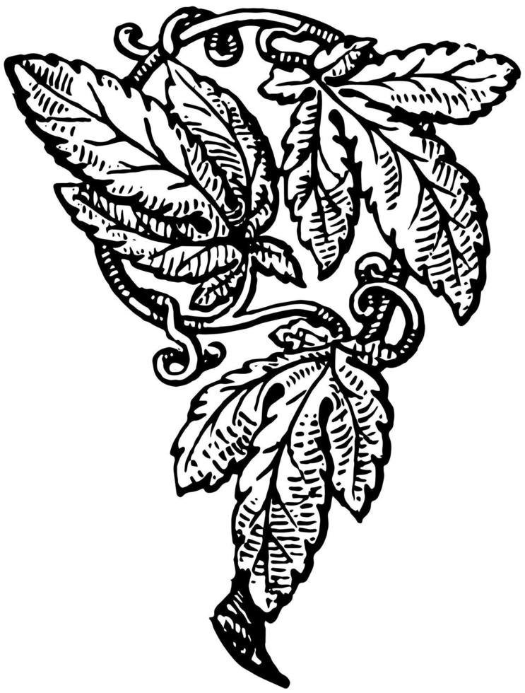 Doodad is three small leaves together forming a geometrical shape, vintage engraving. vector