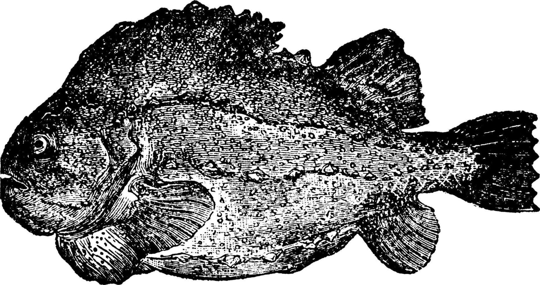 Lumpfish or Sucker, vintage illustration. vector