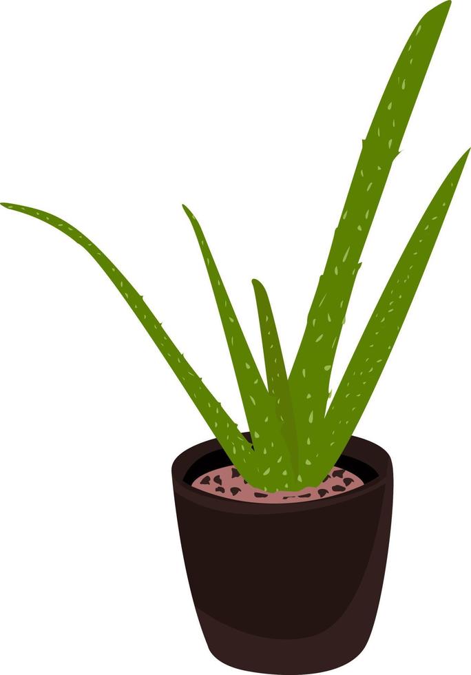 Aloe Vera in a pot, illustration, vector on white background