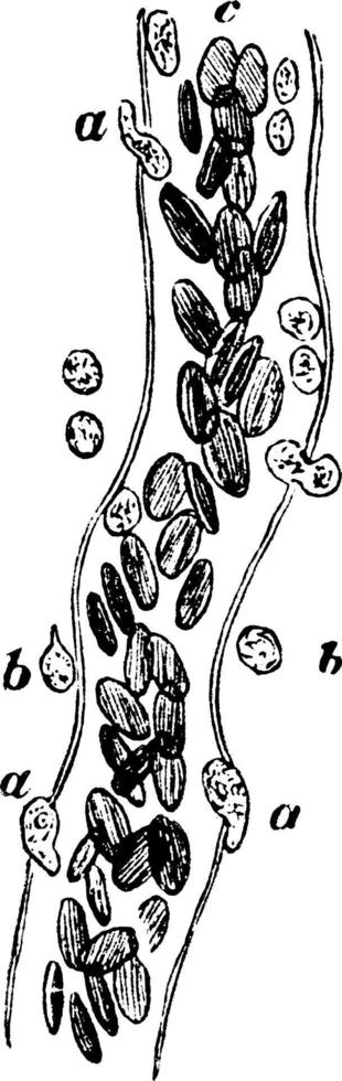 Capillaries Showing Emigration of Leucocytes, vintage illustration. vector