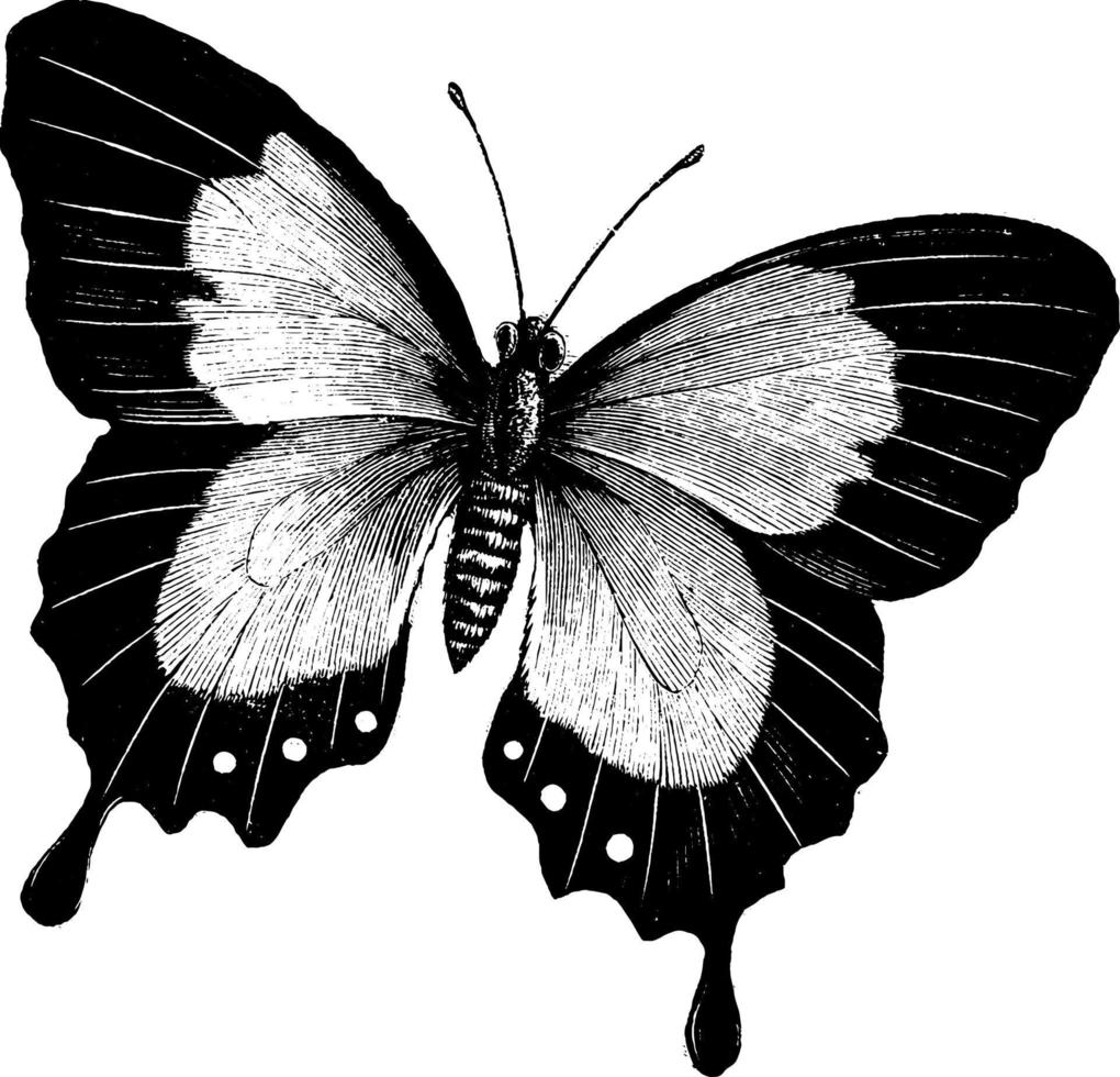 Butterfly, vintage illustration. vector