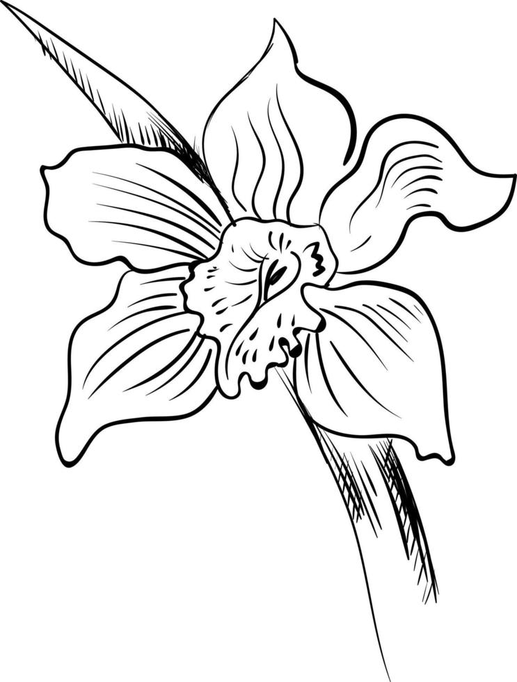 Orchid sketch, illustration, vector on white background.