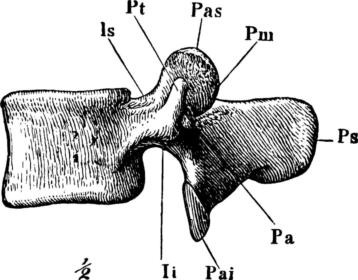 una vértebra lumbar, ilustración vintage. vector